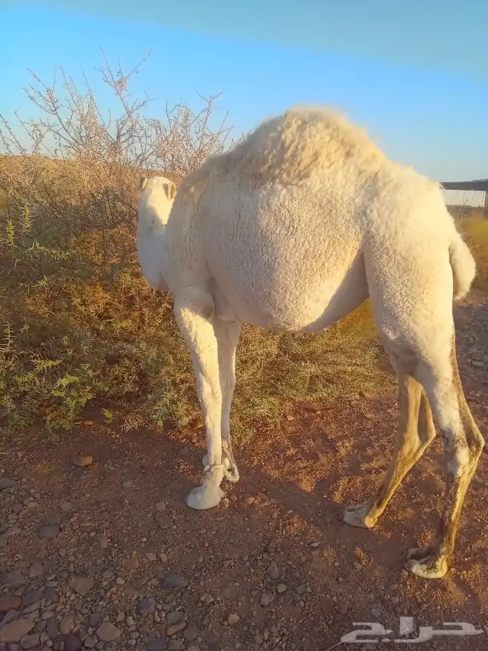 بكره مفروده للبيع 0