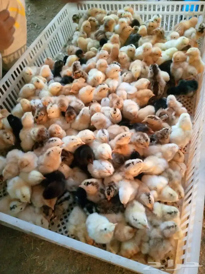 للبيع صوص بلدي عمر يوم 1