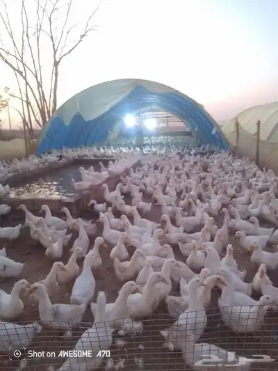 بيض بط بكيني index