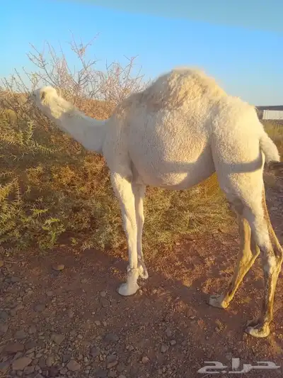 بكره مفروده للبيع index