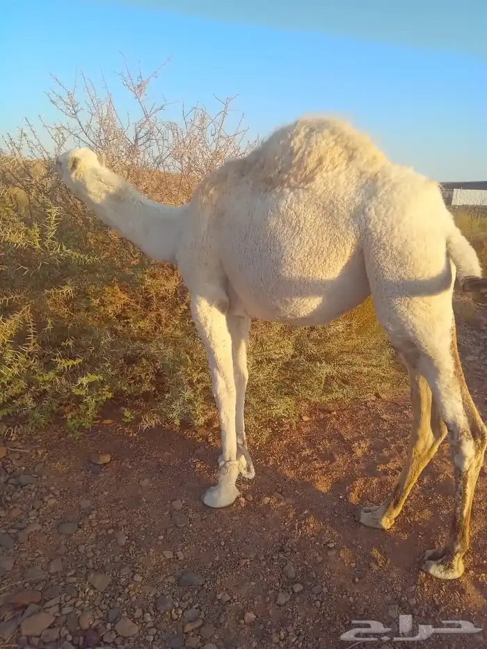 بكره مفروده للبيع 1