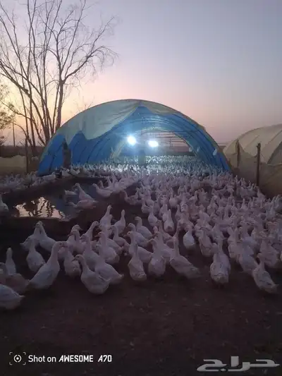 بيض بط بكيني index