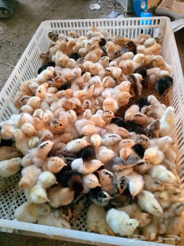 للبيع صوص بلدي عمر يوم 0