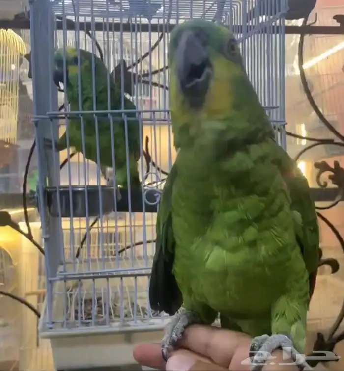 للبيع ببغاء امزونيات متكلمه على اليد واليفه 1