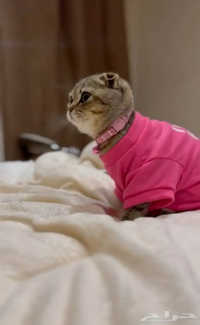 سكوتش فولد 0