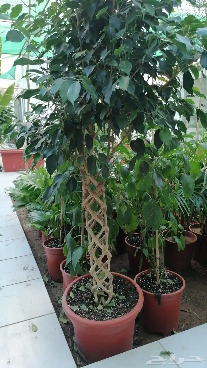 نخل للبيع جميع انواع أنخيل 17