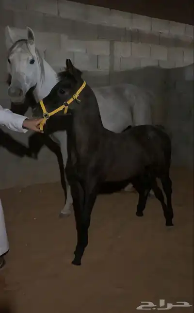 فرس واهو بنت الاسطور نسج خيدار index