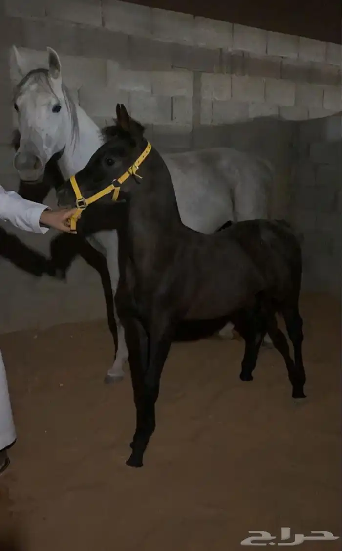 فرس واهو بنت الاسطور نسج خيدار 7