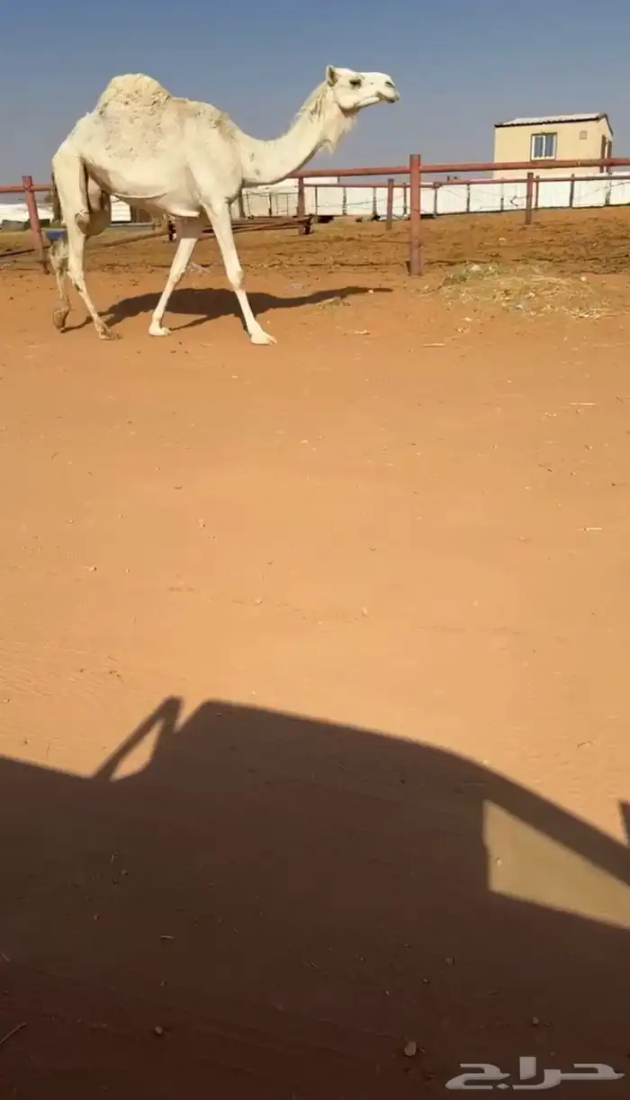 ناقه ضيار ميت من حوارها امس 0