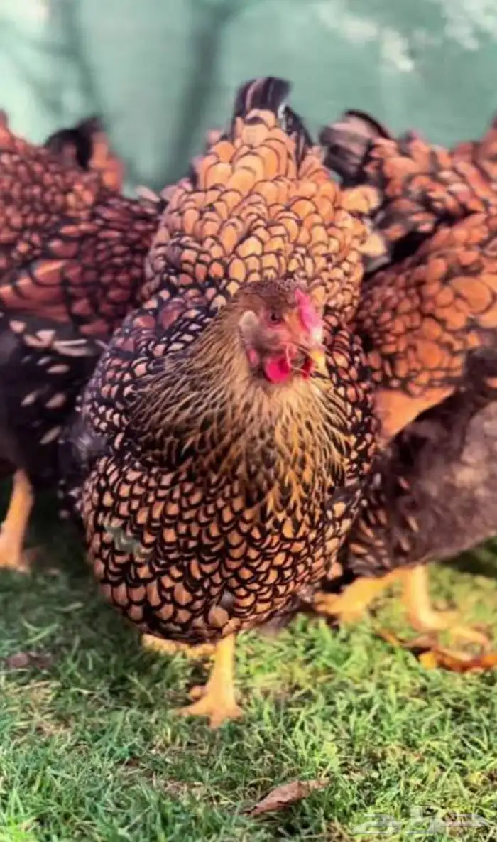 دجاج وايندوت الامريكي الذهبي 0