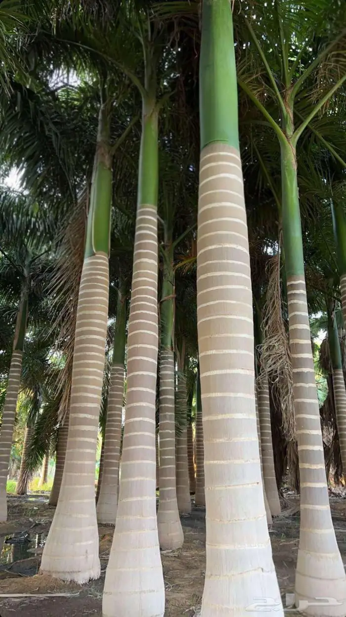 نخل ملوكي نخل واشنطني زينه جميع الأطوال للبيع 9