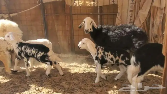 2 نعاج نجد تحتها 4 بهم 2
