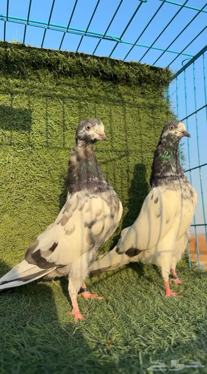 حمام باكستاني للبيع 5