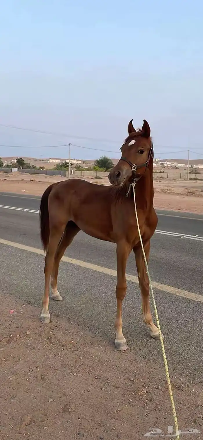 مهر شعبي شيخ 3