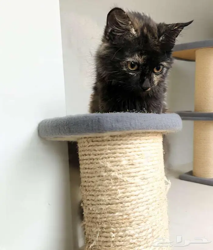 قطة شيرازية كيتن 1