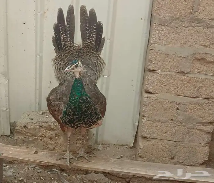 جوز طاؤوس هندي 5