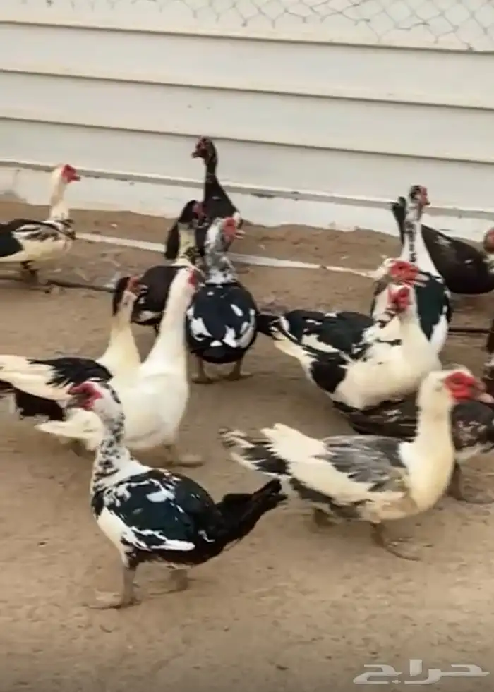 للبيع ذكور بط 0