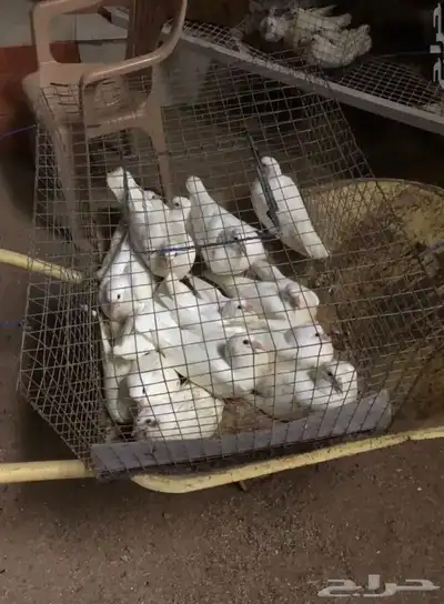 زغاليل حمام فرنسي جامبو index