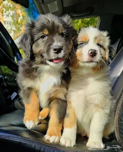 جراوي استراليان شيبرد من روسيا index