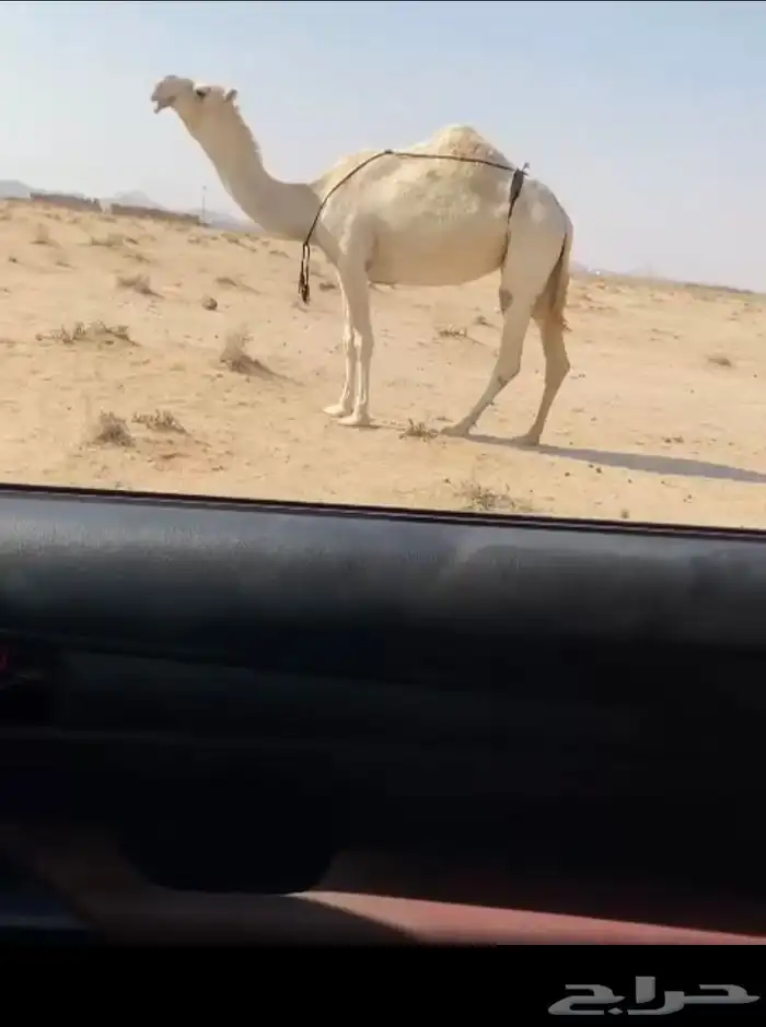 للبيع الضروبه الطيبه 0