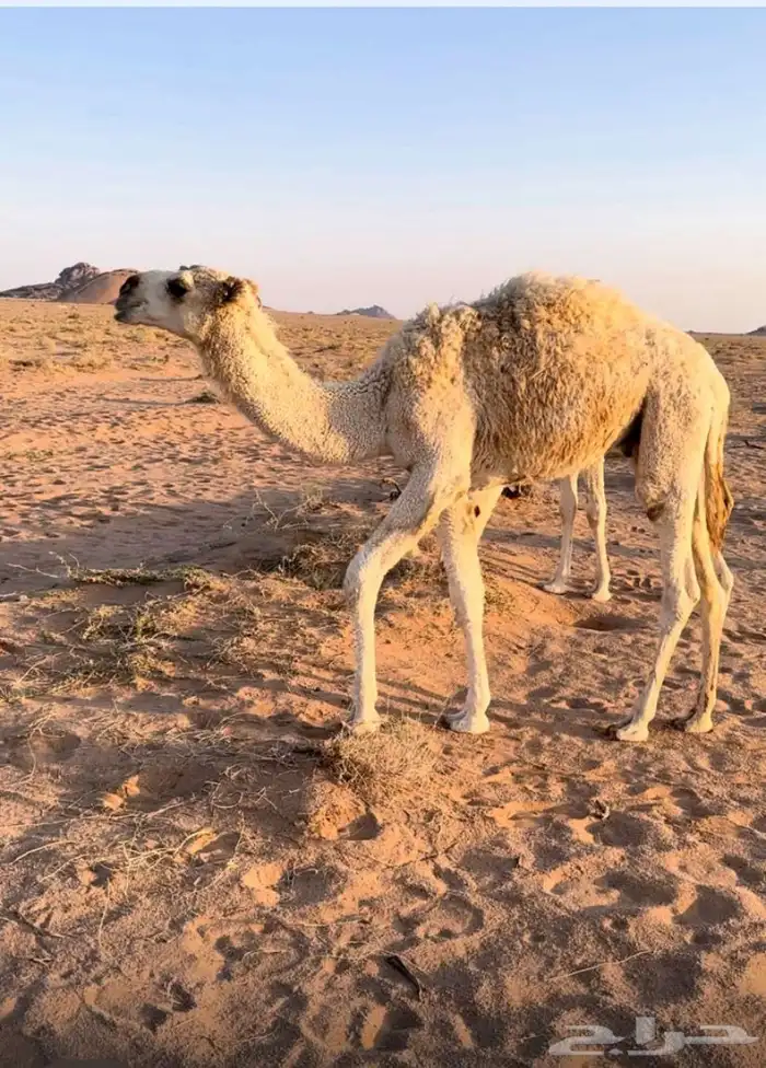 حشو قعدان قصب 0