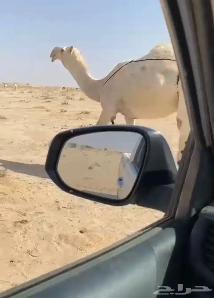 للبيع الضروبه الطيبه 1