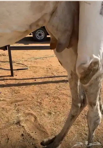 ناقه ضيار ميت من حوارها امس index