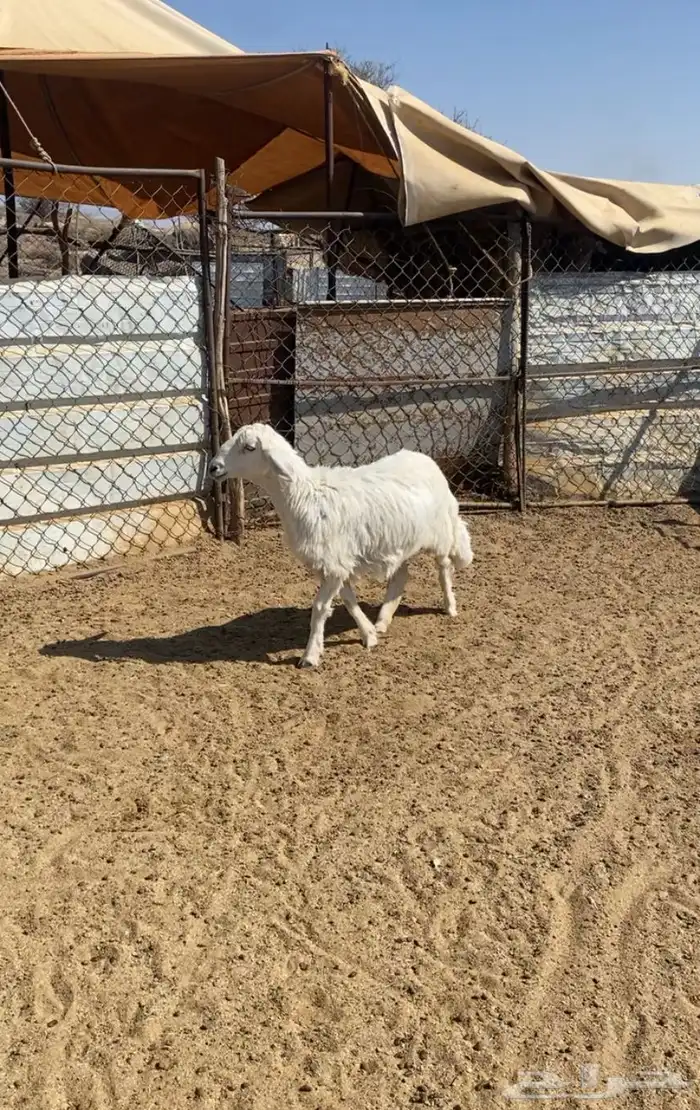 رخل زبده حلال بر أكله نضيف وفل فل شحم ولحم الحق على الزين 1