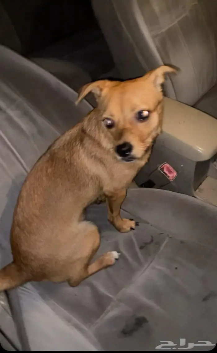 كلب شيواوا 0