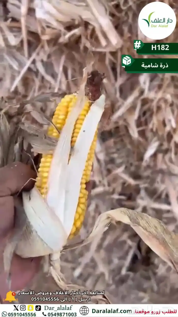 عرض خاص لمربي الإبل 1