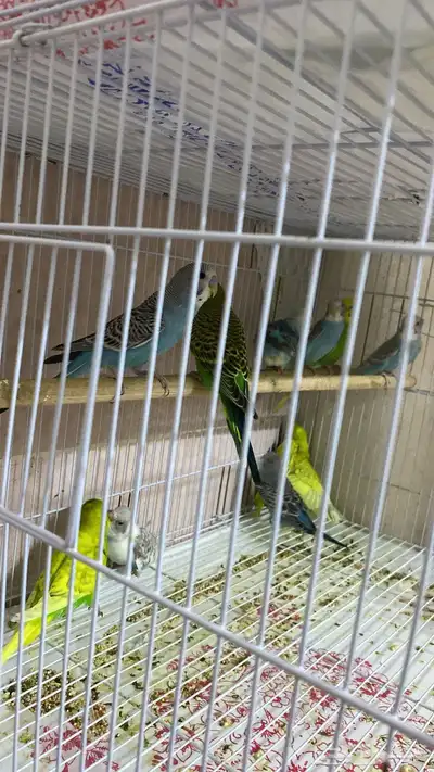 جوز و 8 فروخ بادجي السعر قابل للتفاوض البسيط index