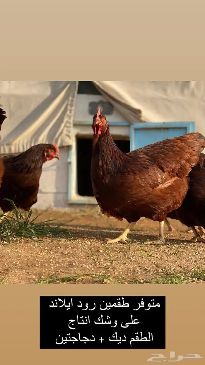 دجاج رود ايلاند النادر 0