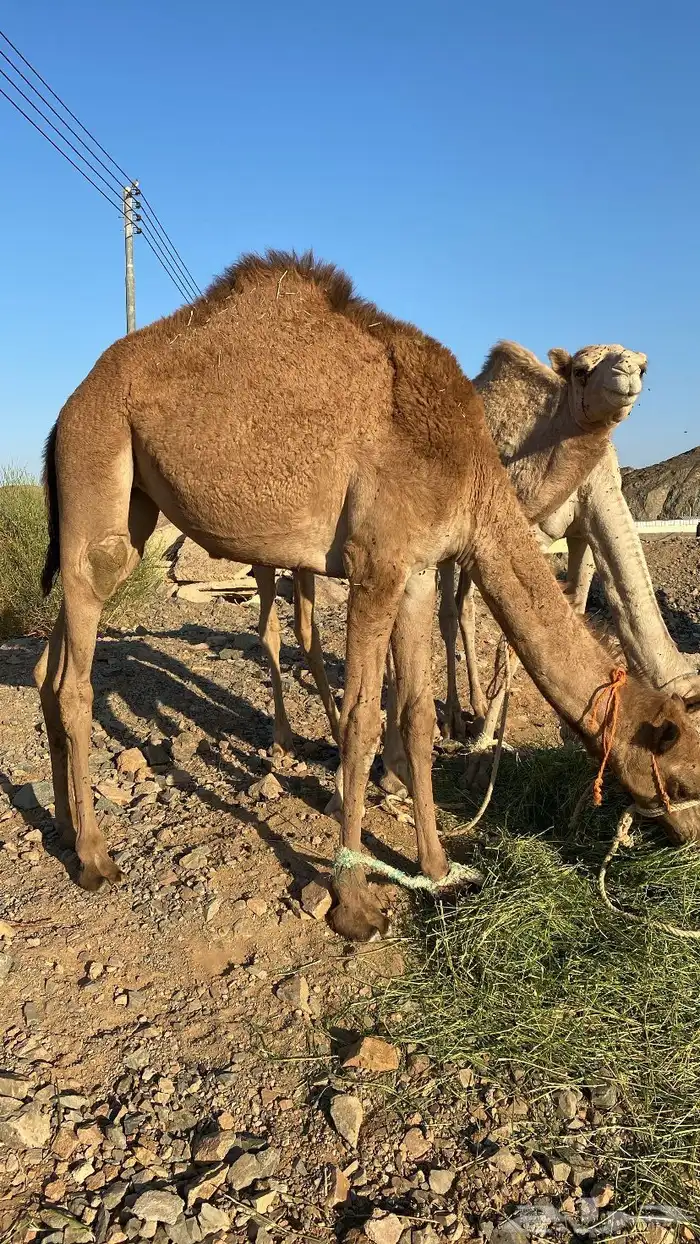 بكره للبيع 0