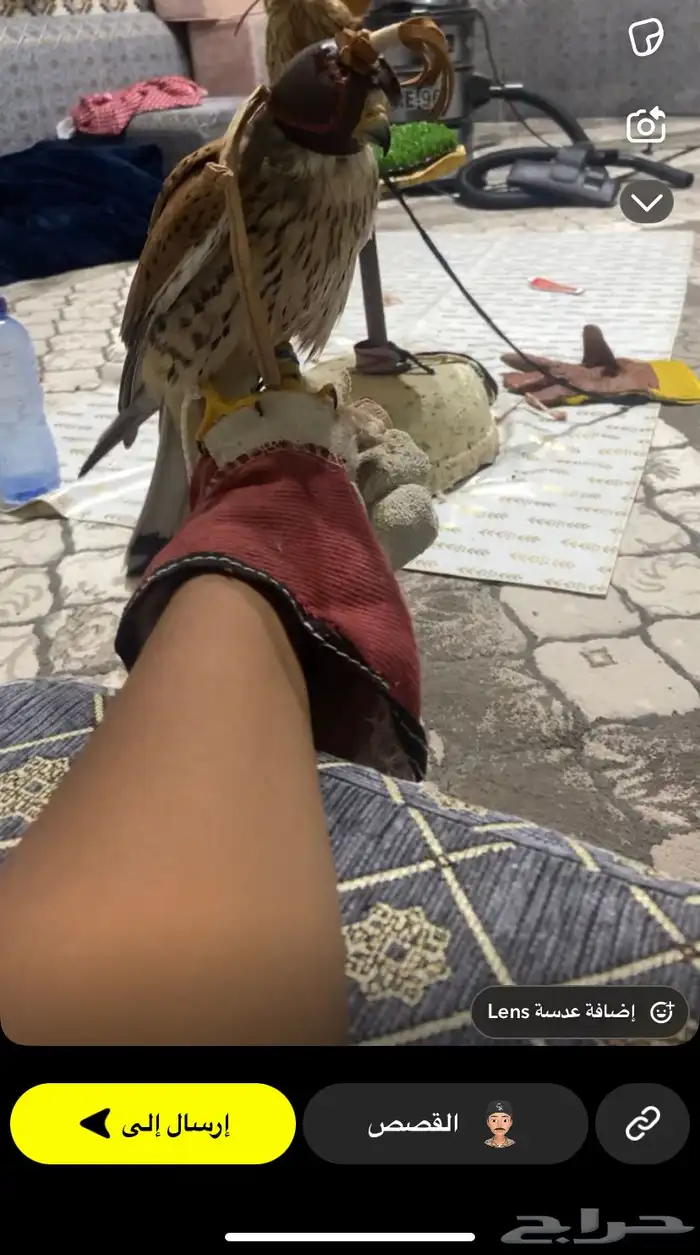 باشق مدرب للبيع معا اسبوغ و برقع 2