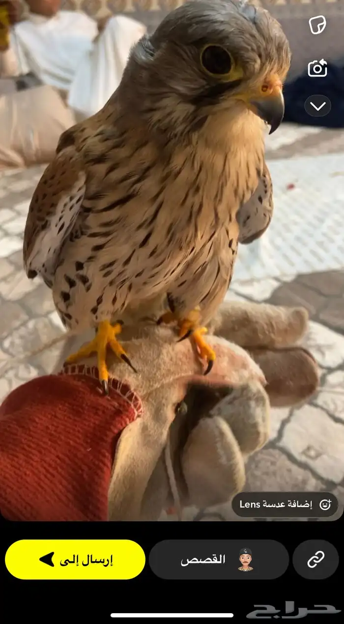 باشق مدرب للبيع معا اسبوغ و برقع 0