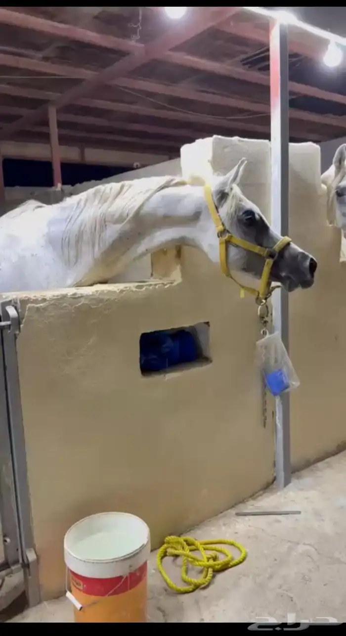 حصان كفووو اللي ي دور الزين لايفوته 0