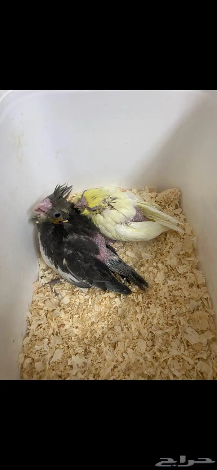 فروخ كروان 0