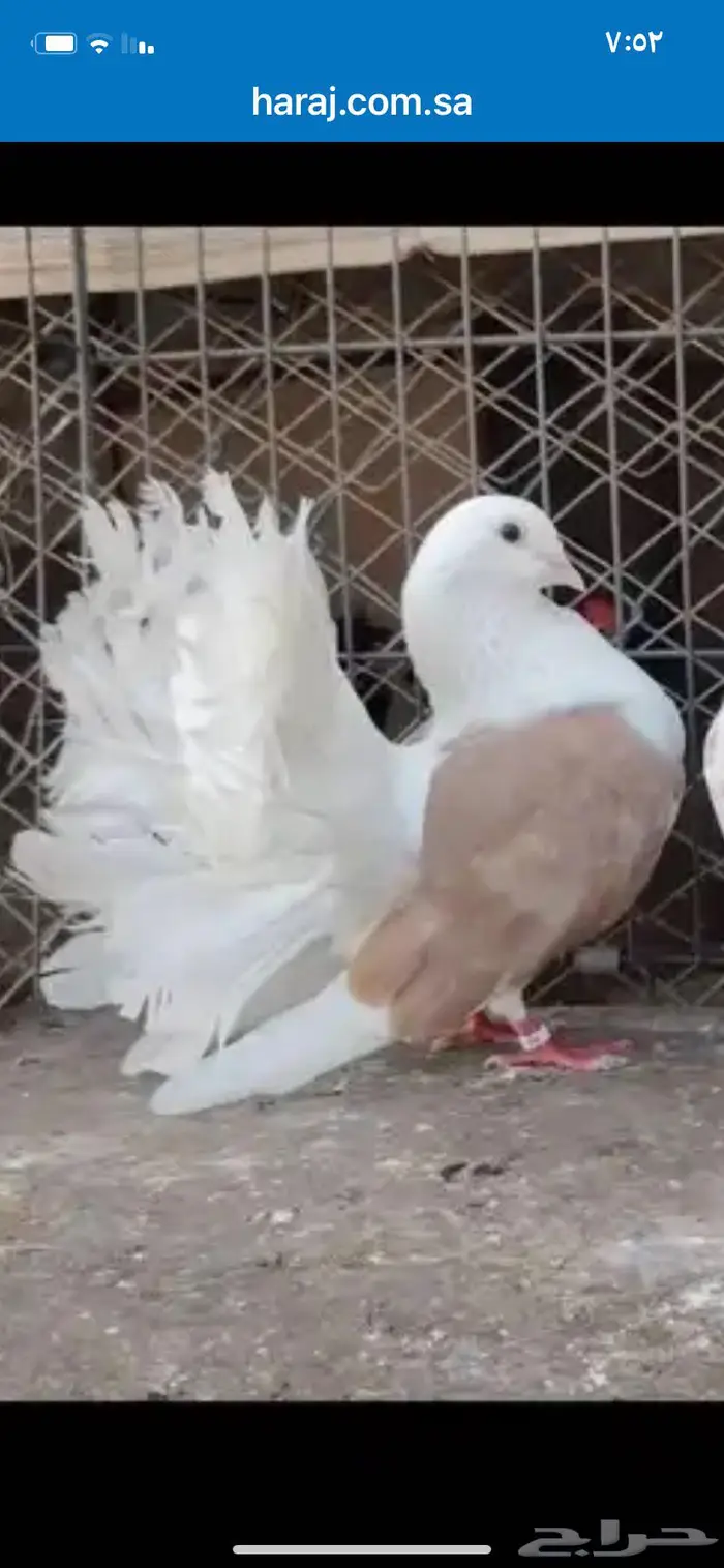 مطلوب مطلوب. انث نفس الصوره عاجلا. الخرج 0