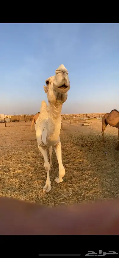 القحه كفو طيبه وقعود index