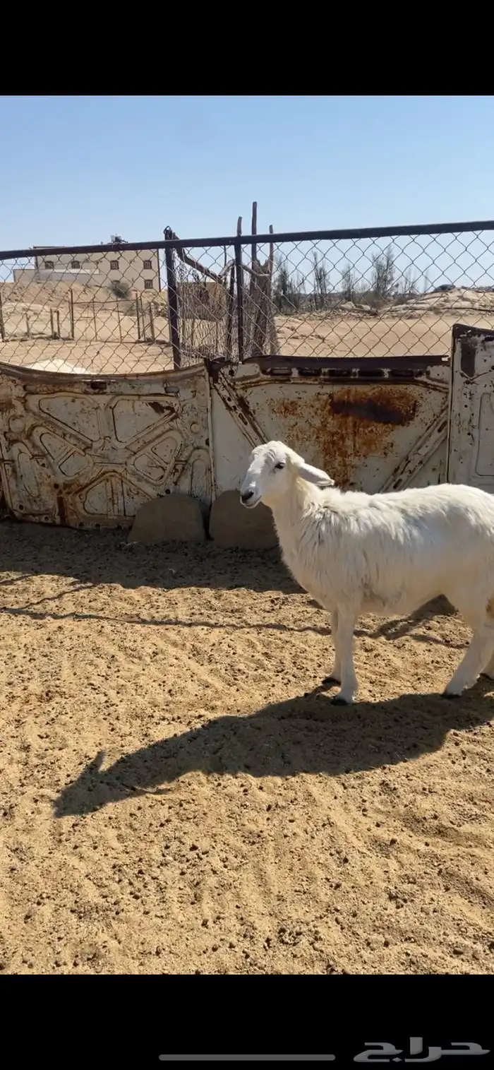 رخل زبده حلال بر أكله نضيف وفل فل شحم ولحم الحق على الزين 0