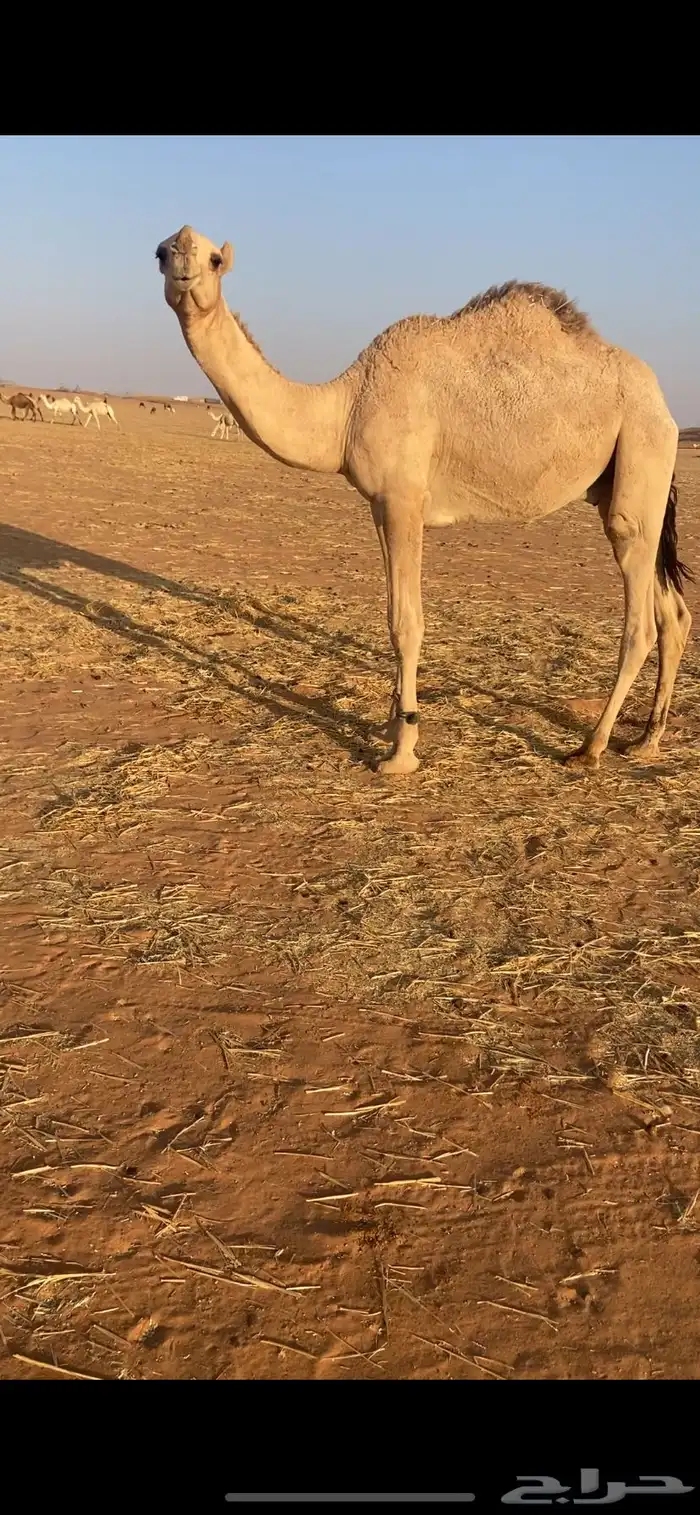 قعود باتلي جده حشار الرويس وامه رمانيه كفو ذمه وامانه 0