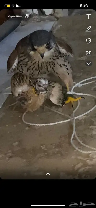 باشق مدرب للبيع معا اسبوغ و برقع index