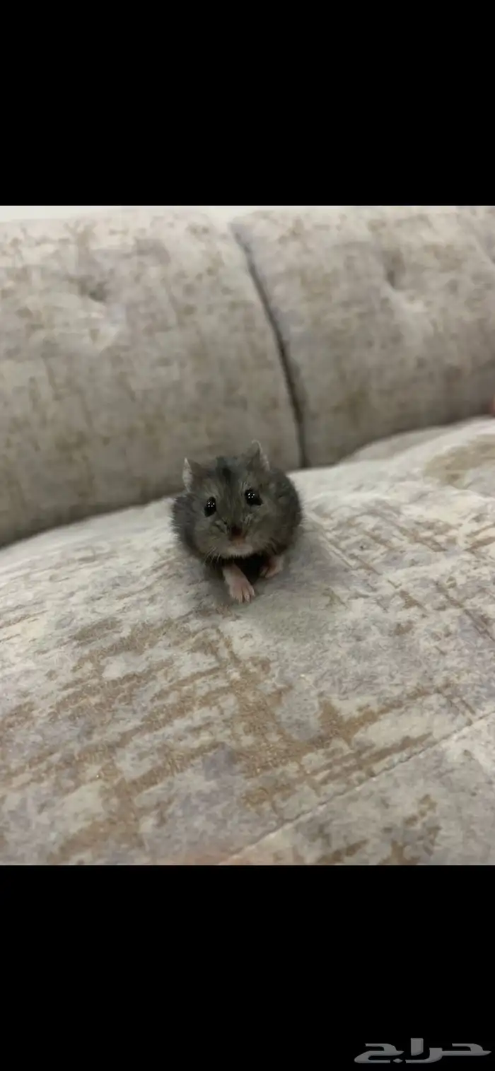 هامستر روسي 0