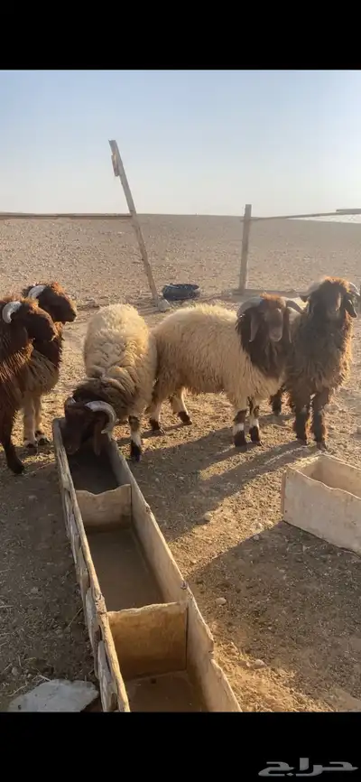 للبيع طليان جبر index