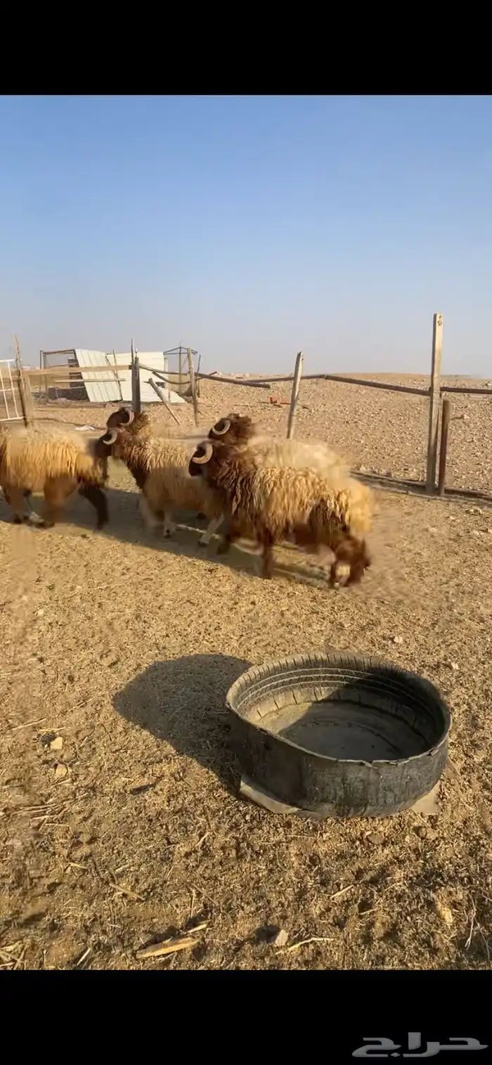 للبيع طليان جبر 3