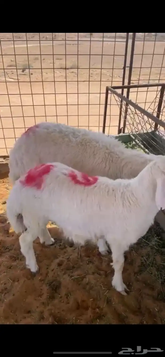 طليان حريه طيبات بالحيل 0