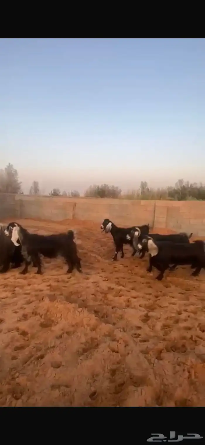 معزاء مقاني حلوه 7