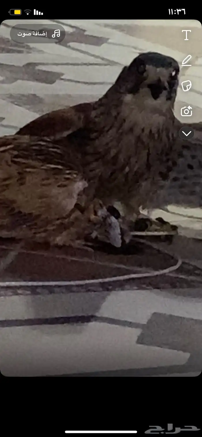 باشق مدرب للبيع معا اسبوغ و برقع 3