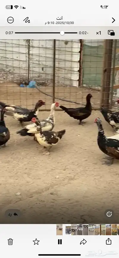 للبيع ذكور بط index