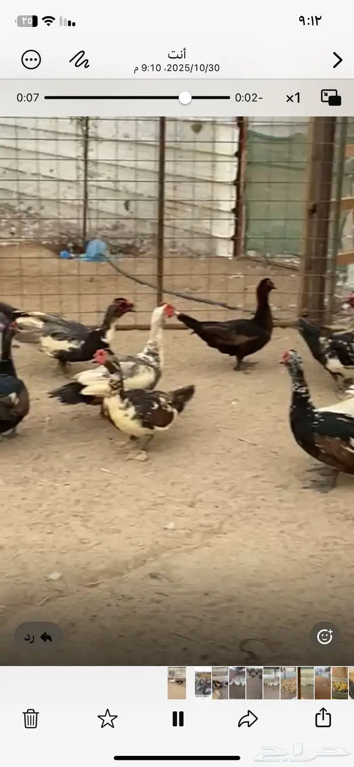 للبيع ذكور بط 1